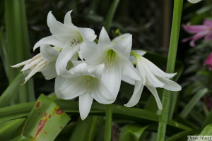 Crinum x powellii        